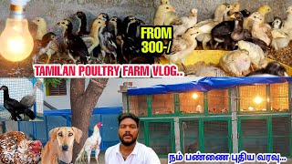 நம் பண்னையின் புதிய வரவு \u0026 Stocks Update - Tamilan Poultry Farm Vlog |தூய பெருவெடை நாட்டுகோழி குஞ்சு