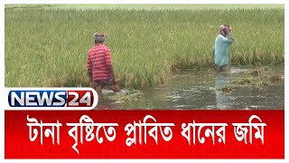 টানা বৃষ্টিতে প্লাবিত আধাপাকা বোরো ধানের জমি News24