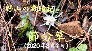 野山の歳時記　節分草　2020年3月1日