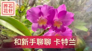 卡特兰开花 - 分享入门经验 - Cattleya Ctt. Doris and Byron Christmas Rose（这个品种适合新手）（香味还没出来）