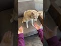 Chesse Vs Peanut Butter Biscuits - Which Will My Dogs Pick