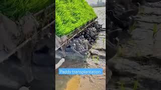 paddy transplantation