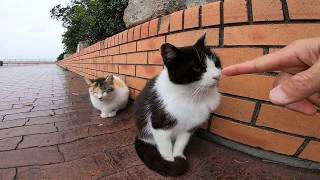 雨の公園に行ったら野良猫達が寂しそうに座っていた