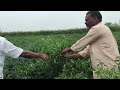 vn hybrid seeds వారి సఫారి 2444 అధిక దిగుబడి ఆత్యధిక రాబడి నిచ్చు హైబ్రిడ్ మిరప 9030491423