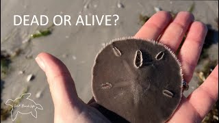 Are Sand Dollars Alive? Learn to tell the difference and other interesting facts about Sand Dollars.