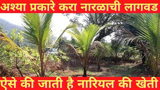 नारळ लागवड बद्दल संपूर्ण माहिती | कोकणात केली नारळाची लागवड | Coconut farming | @goshtakokanatli