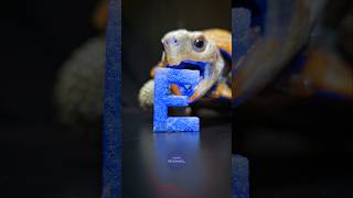 ASMR Mukbang Eating Blue Food 💙 Turtle Tortoise