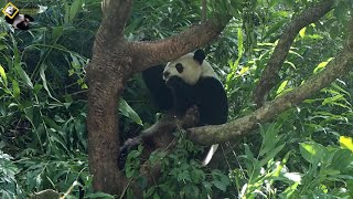 20191213 圓仔露腳掌吃芭樂 The Giant Panda Yuan Zai