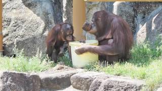 チャッピー\u0026ミンピーの水遊び・オランウータン