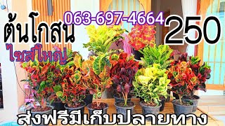 ต้นไม้จัดสวน ต้นโกสน โปรโมชั่น 250 จัดส่งฟรี