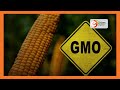 Azimio -One Kenya leaders reject lifting of GMO ban