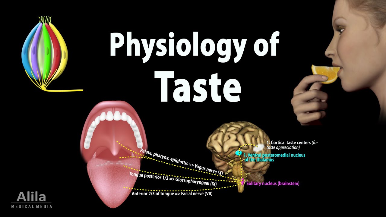 Taste: Anatomy And Physiology, Animation - YouTube