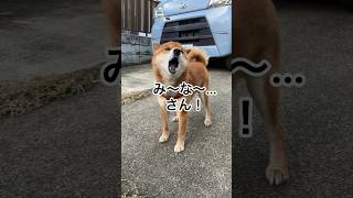 ’24.1.3 明日から、畑仕事と畑散歩の再開です！ #柴犬 #柴犬の日常 #柴犬のいる暮らし #遠吠え #遠吠え犬 #力丸