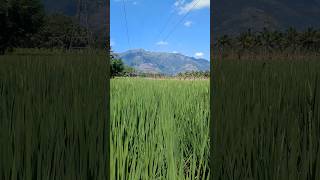 விவசாயம் காப்போம் #விவசாயி #வேளாண்மை #ஞானப்பிரகாசம் #trending #shorts #agriculture #farming