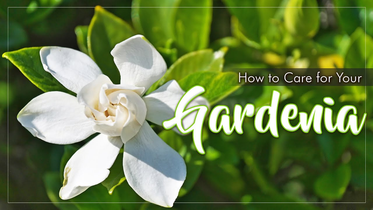 Gardenia Care | Learn How To Care For Your Gardenia Plant | Clay Soil ...