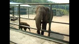 Mein lebies Elefantenbaby bou bou aus serengeti parrk hodenhagen