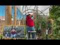 how i upcycled grapevines into a beautiful diy garden trellis for climbing plants