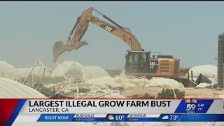 Largest illegal grow farm busted in California