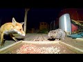 Fox and cat Standoff.