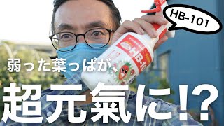 【うす黄色→濃い緑！】の葉っぱにするらしいHB-101で、コンテナ果樹を救ってみた。