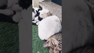 നോക്കി പോടാ ഇപ്പോൾ ചവിട്ടി കൊന്നനേ 🤣🤣 #cat #funny #video #shorts