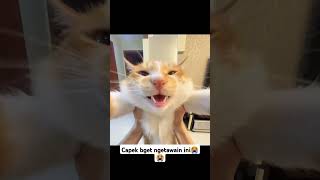 Capek bgt ngetawain ini😭😭 #trending #funny #foryou #lucu #shortsviral