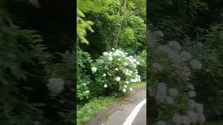 たけべの森公園紫陽花2024.6.23　#紫陽花ロード