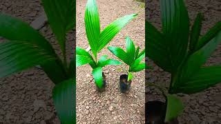 മോഹിത് നഗർ അടക്ക തൈകൾ വാങ്ങിയപ്പോൾ #plant #gardening