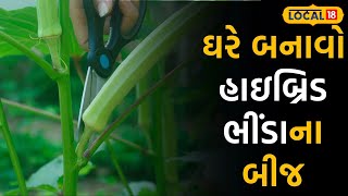 Agriculture Tips: હાઈબ્રિડ ભીંડાની ખેતી કરવા આ રીતે ઘરે જ તૈયાર કરો બિયારણ |#local18