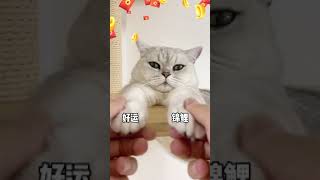 【喵才是灯泡】我好像养到真的招财猫了！！ #锦鲤猫 #Shorts