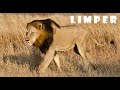 Lion Stories ☆ LIMPER: KNP King Who Lost Its Last Fight Against Makhulu Mapogo