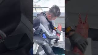 如何殺龍蝦🦞how to prepare lobsters/ crayfish