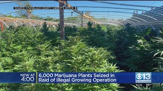 6,000 Marijuana Plants Seized In Connection With Illegal Grow In Modesto