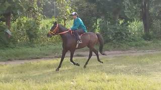 Latihan Berkuda