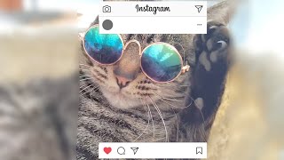 【インスタ映え】猫用サングラス買ってみた！の巻