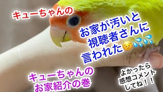 目が見えないインコの暮らし方#コザクラインコ #目が見えない #ラブバード #bird #birds #lovebird #猫と鳥 #セキセイインコ