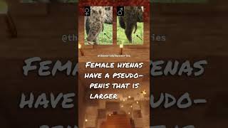 You won't believe what female hyenas have that males don't..🤯 #animals #fact #top #world