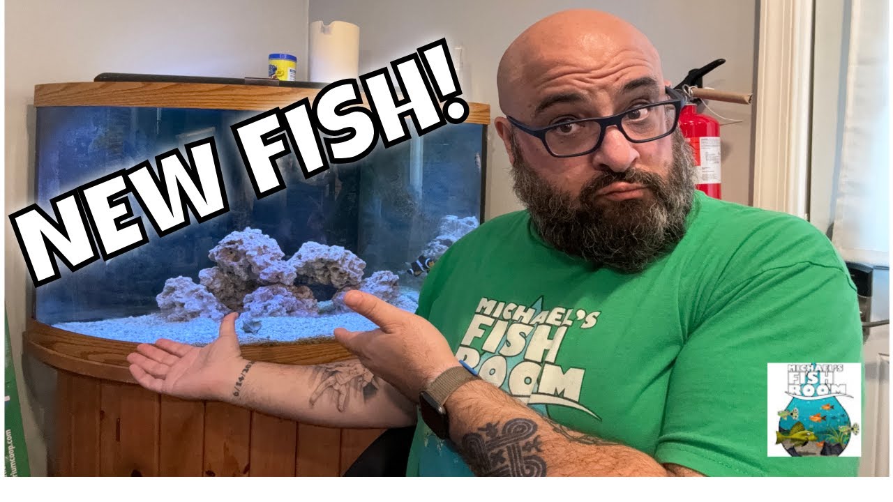 New Fish Youtube