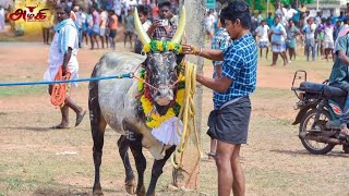 இன்று பனங்குடி மஞ்சுவிரட்டில் மாஸ் காட்டிய RX 100 காளை