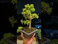 โมกหนูซ้อน bonsai บอนไซโคราช bonsaitree ต้นไม้ของขวัญ