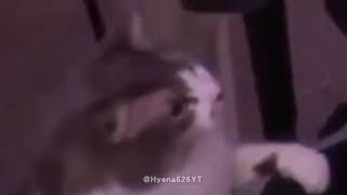 Alinity’s Cat Revenge