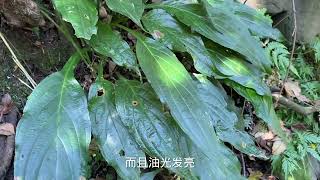 农村珍贵稀有的“黑发草”，很多人活了一辈子没见过，拍摄看一下