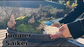 Juniper Saikei Bonsai project