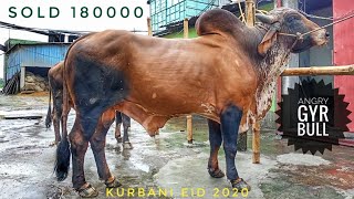 Fantastic Gyr Bull Sold For 180000  | পাগলা নেপালি ষাঁড় গরু | Korbani Eid 2020 | Dhaka Cow Mania