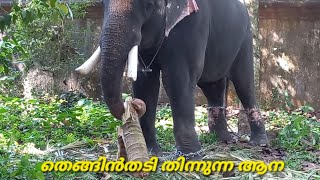 തെങ്ങിൻ തടി തിന്നുന്ന 🐘ആനയെ കണ്ടിട്ടുണ്ടോ? ആദിനാട് സുധീഷിന്റെ ആ കാഴ്ചയിലേക്ക്.    𝓜𝓪𝓷𝓪𝓽𝓱𝓪𝓻𝓪𝔂𝓲𝓵 𝓶𝓮𝓭𝓲𝓪