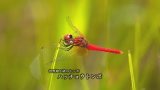 備中ひと・風・景～高梁川流域百選（７４）ヒイゴ池湿地（総社市福井）