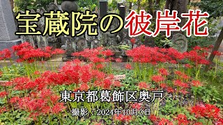 宝蔵院の彼岸花 [4K] Cluster Amaryllis at Hozoin Temple