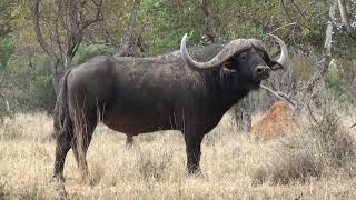 Tallest Cape Buffalo bred on Nyumbu Game Farm