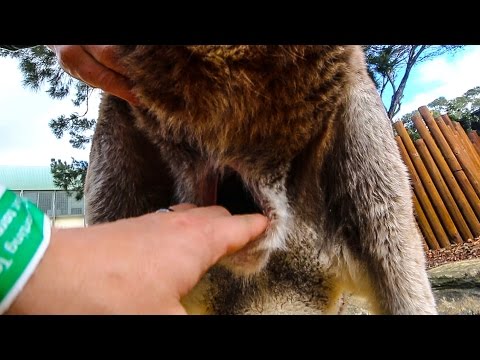 Inside a Kangaroo Pouch - Smarter Every Day 139 Inside a Kangaroo Pouch - Smarter Every Day 139