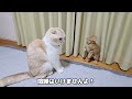 初めて本気で大喧嘩してしまった子猫と先住猫が大変なことに...